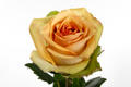 Tropic Versilia Rose, wholesale yellow roses