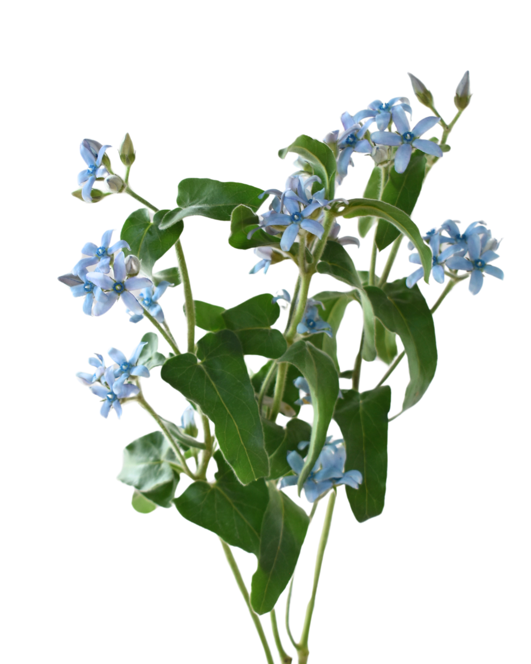 Light Blue Tweedia — wholesale
