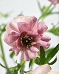 Tiva Ranunculus — wholesale