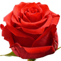 Undercover Rose, wholesale red roses