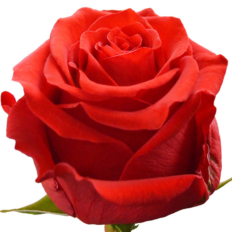 Undercover Rose, wholesale red roses