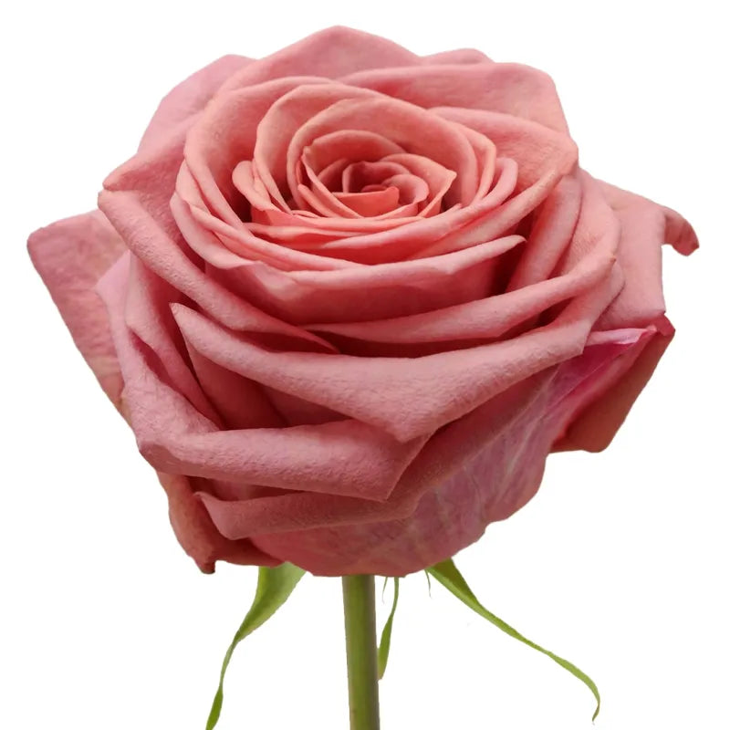 Barista Rose