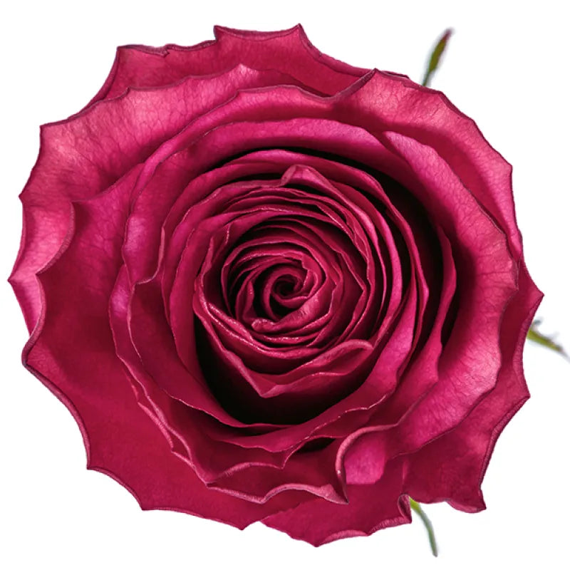 Venturoso Rose