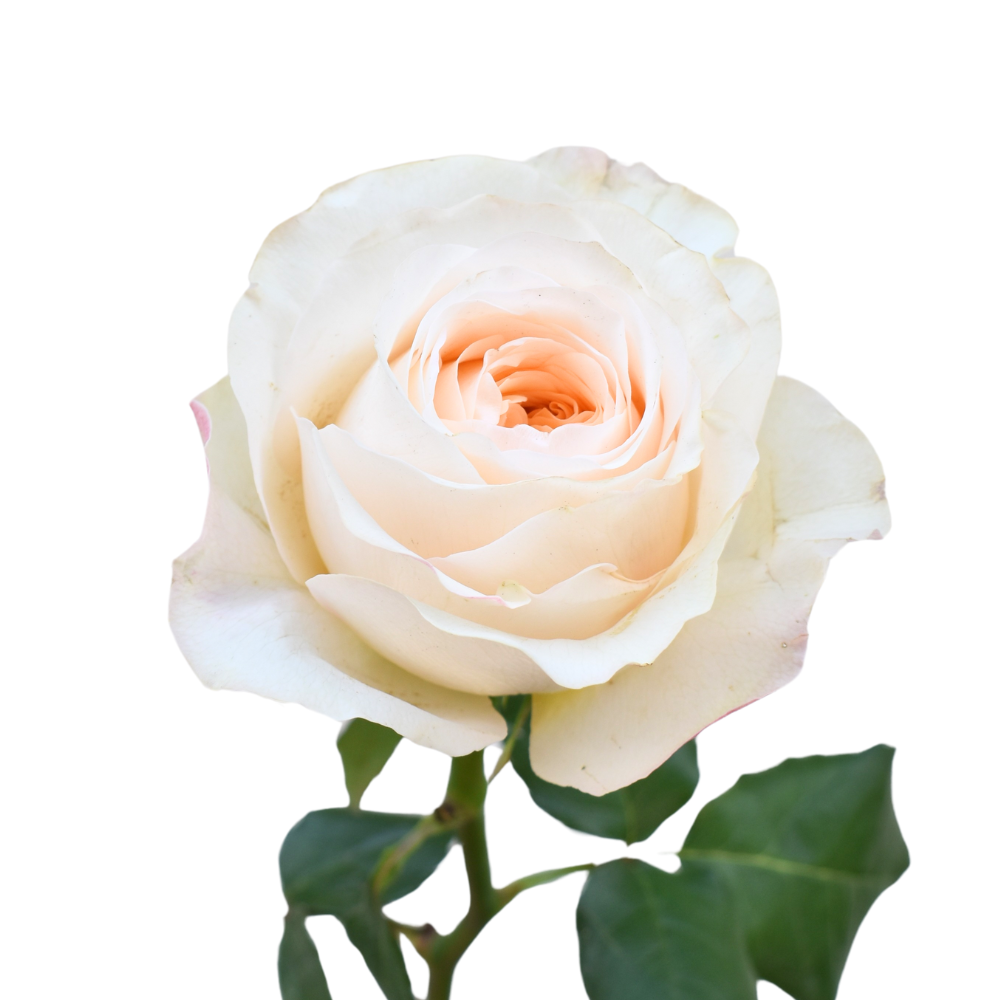 Vicky Garden — wholesale roses
