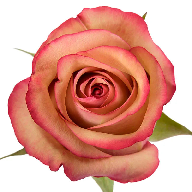 Vintage Rose