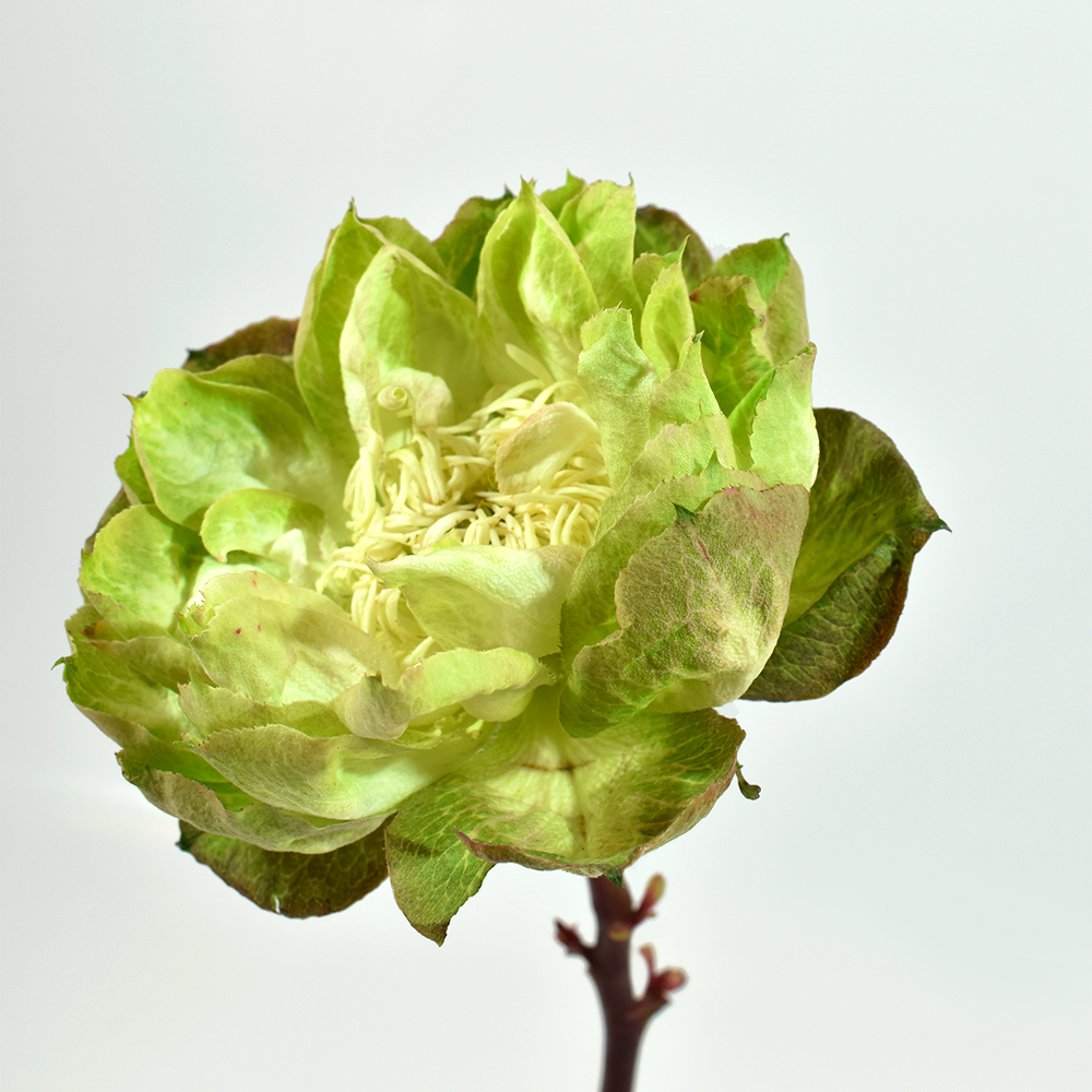 Veggie — wholesale