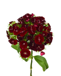 Velvet Wicky Dianthus — wholesale