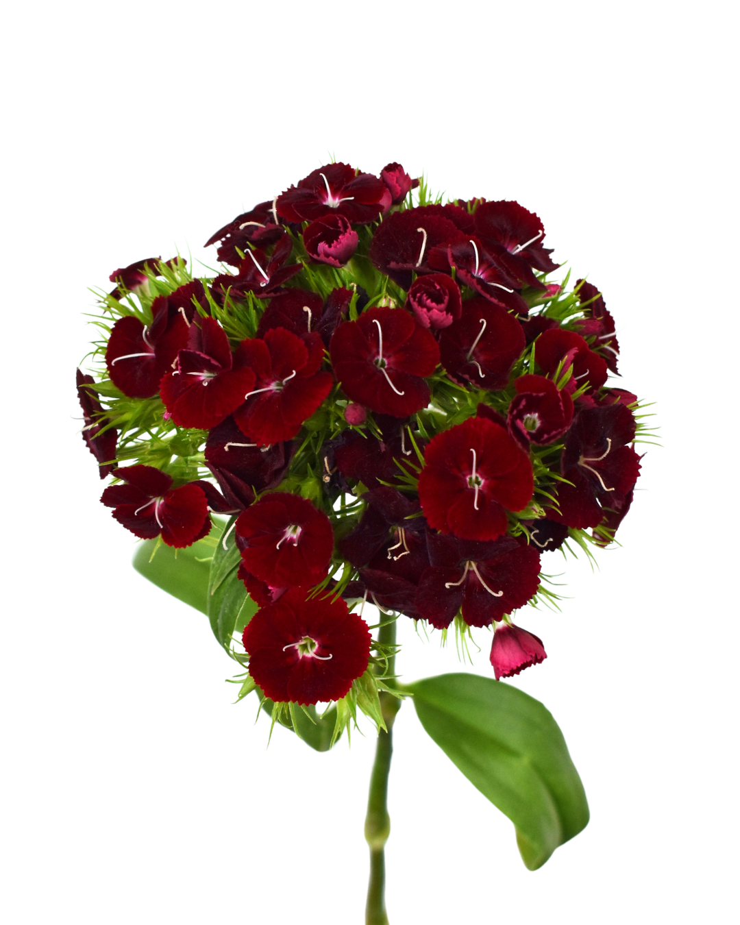 Velvet Wicky Dianthus — wholesale