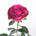 Venturosa Rose — wholesale