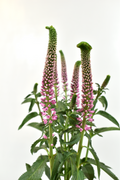 Veronica Pink — wholesale