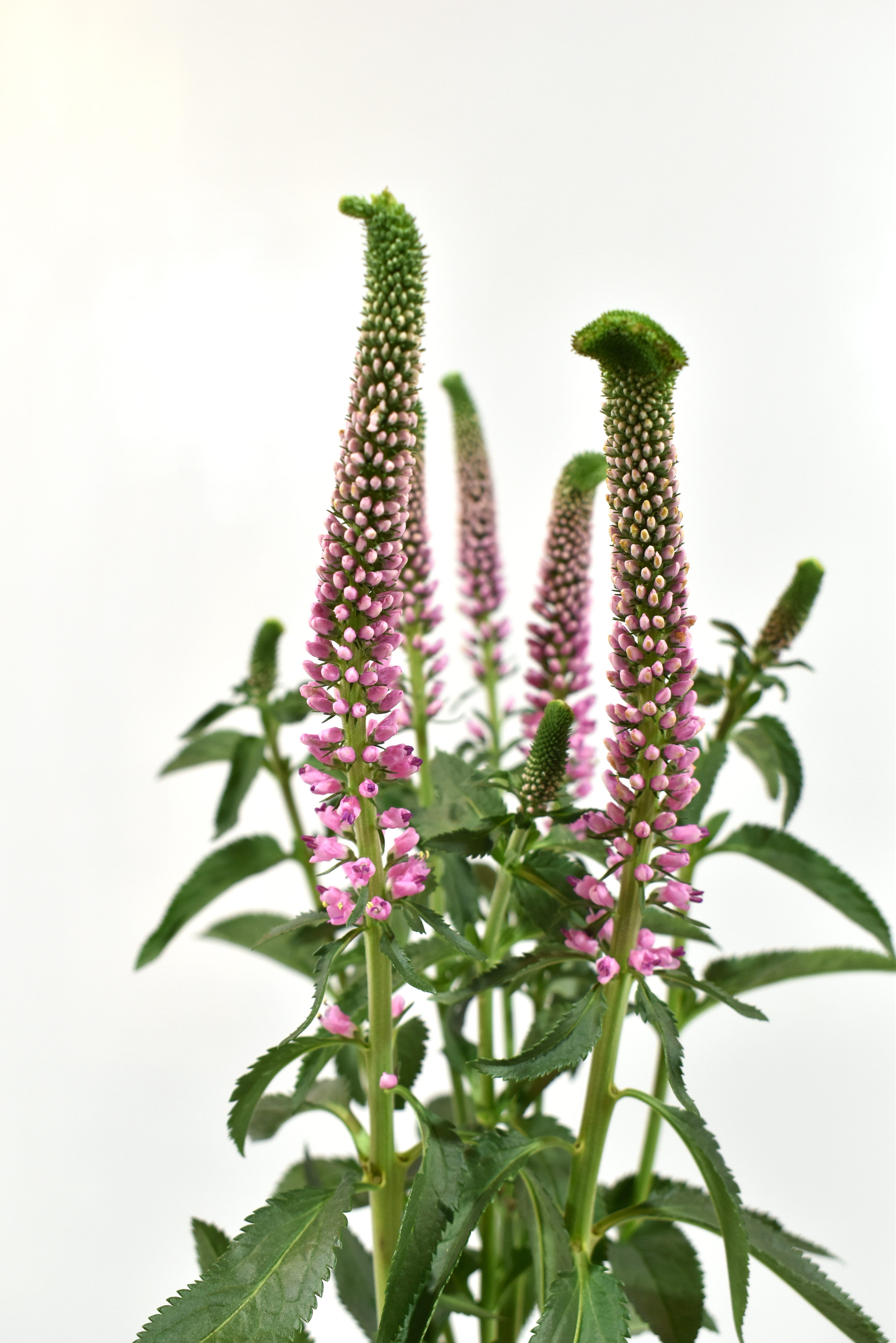 Veronica Pink — wholesale