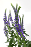 Veronica Purple — wholesale