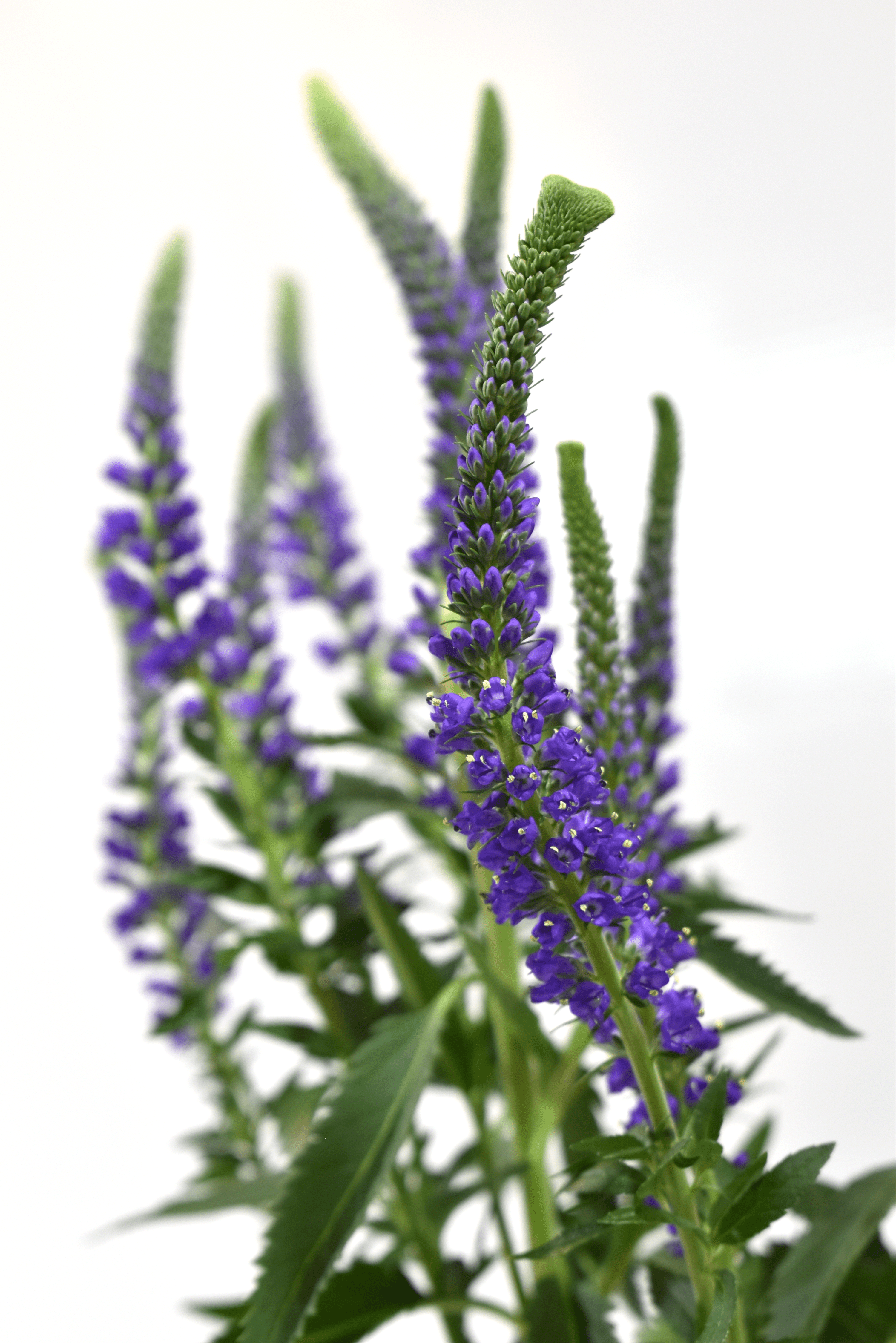 Veronica Purple — wholesale
