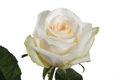White Chocolate Rose, wholesale white roses