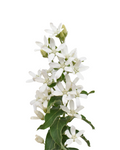 White Tweedia — wholesale