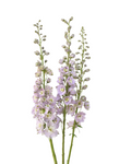 Delphinium Light Pink — wholesale