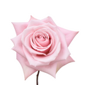 Yoga — wholesale roses