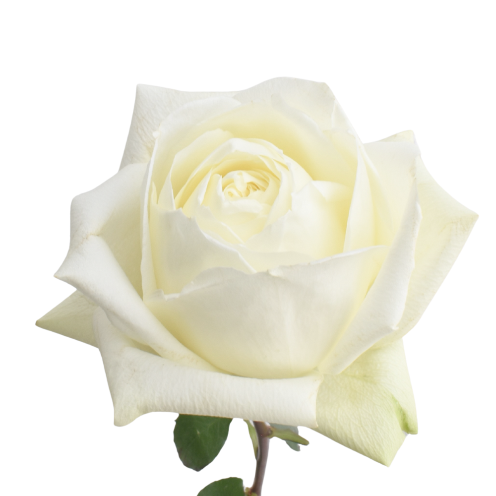 Yuraq — wholesale roses