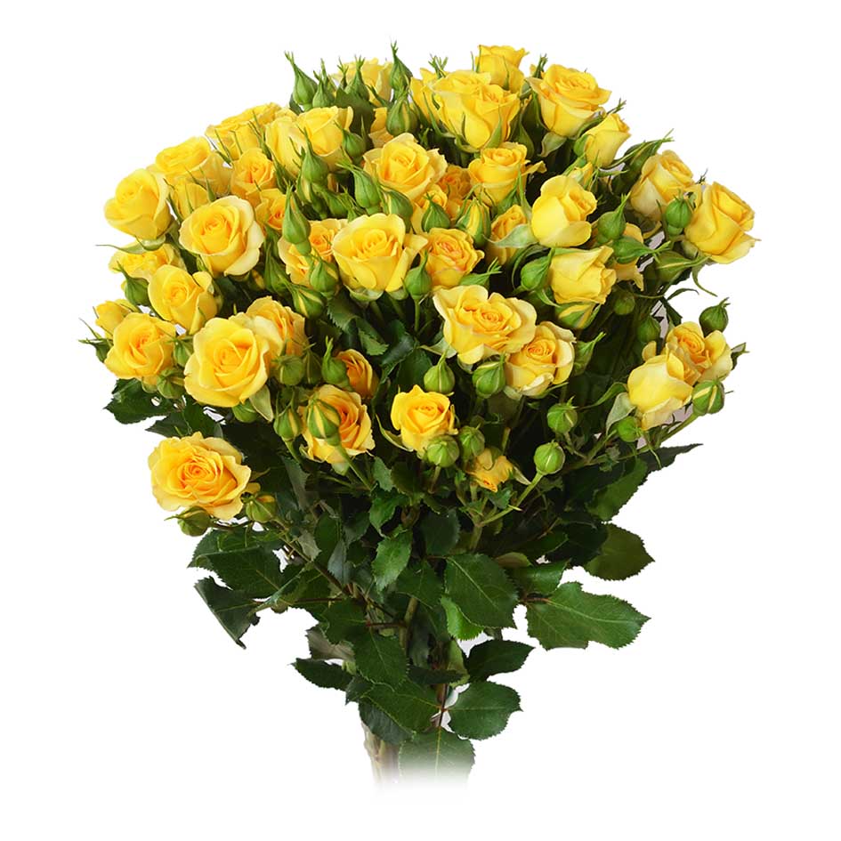Yellow Babe Spray Rose, wholesale yellow spray roses