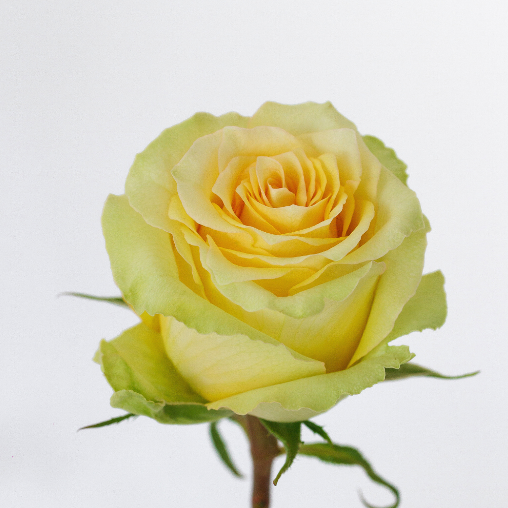 Zanzibar — wholesale roses