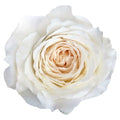 Princess Miyuki Garden Rose, wholesale white garden roses