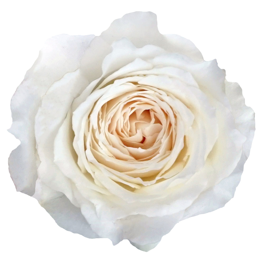 Princess Miyuki Garden Rose, wholesale white garden roses