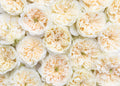 Enid Garden Rose, wholesale cream garden roses