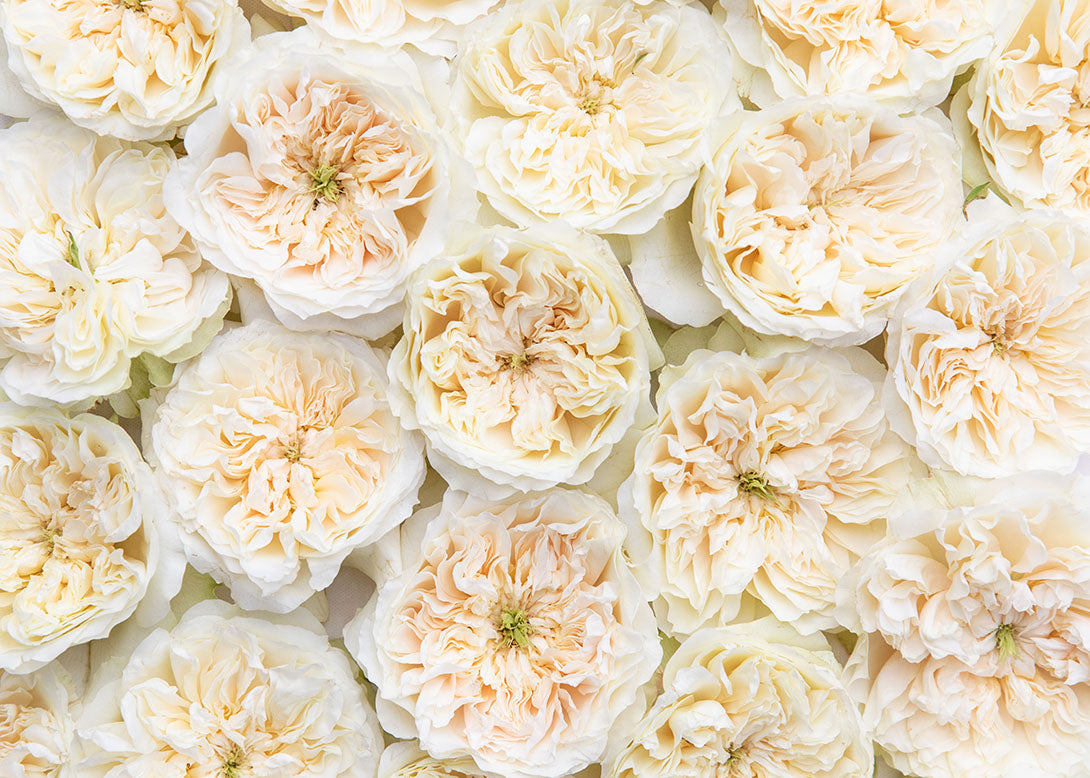 Enid Garden Rose, wholesale cream garden roses