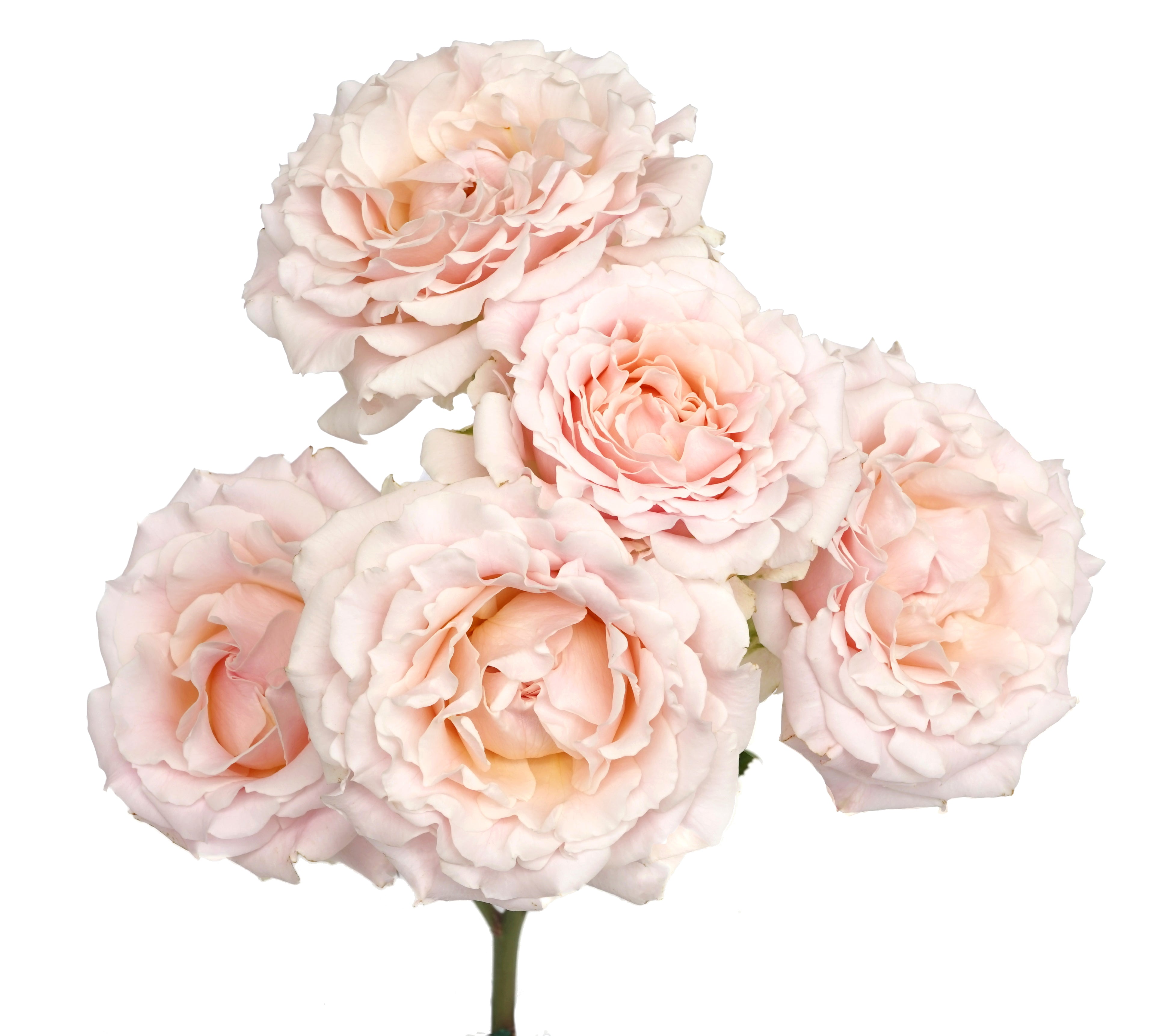 Wedding Rosever Spr Garden Rose, wholesale light pink garden roses