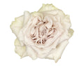 Westminster Abbey Garden Rose, wholesale green garden roses