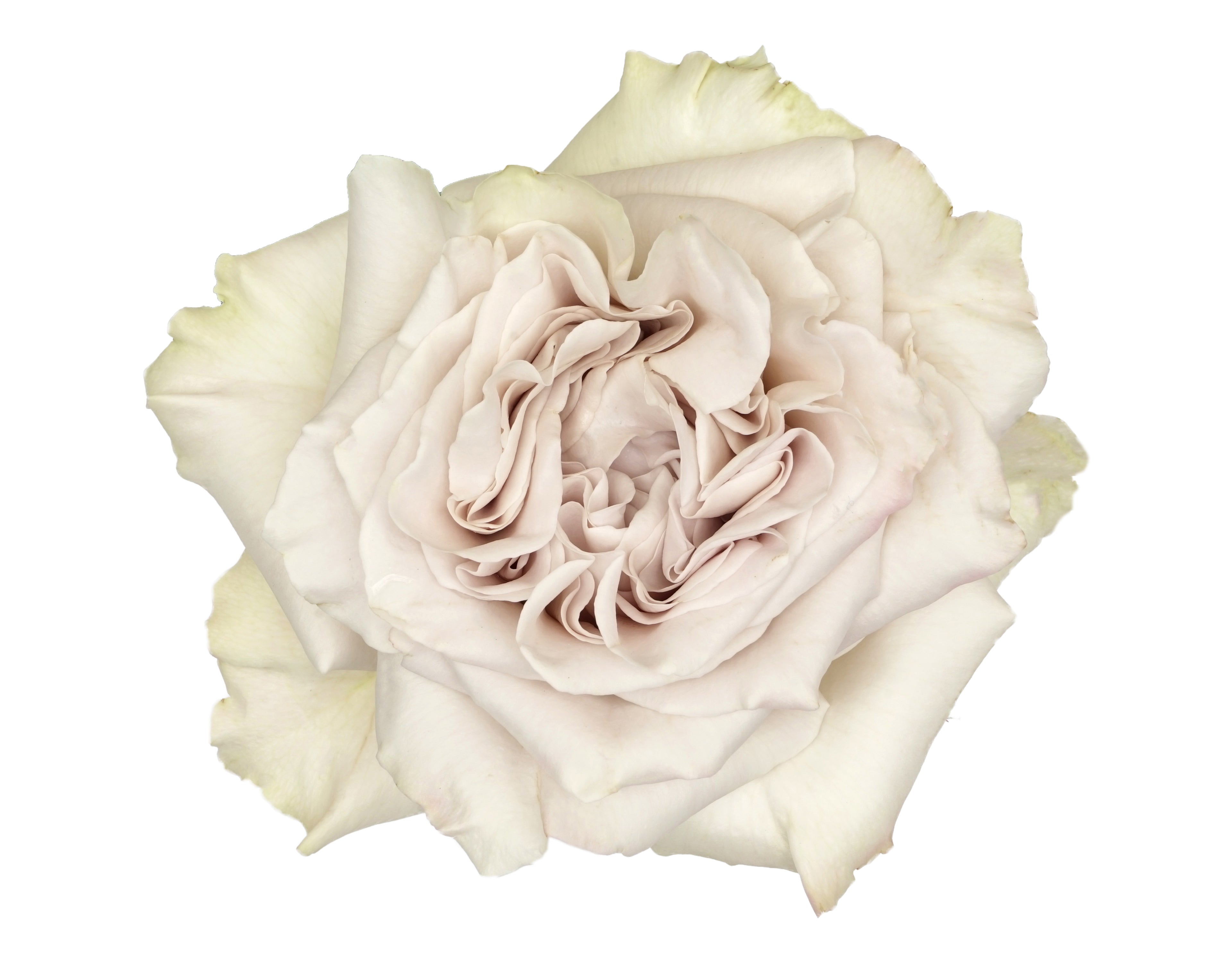 Westminster Abbey Garden Rose, wholesale green garden roses