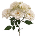 Blanche Spr Garden Rose, wholesale white garden roses