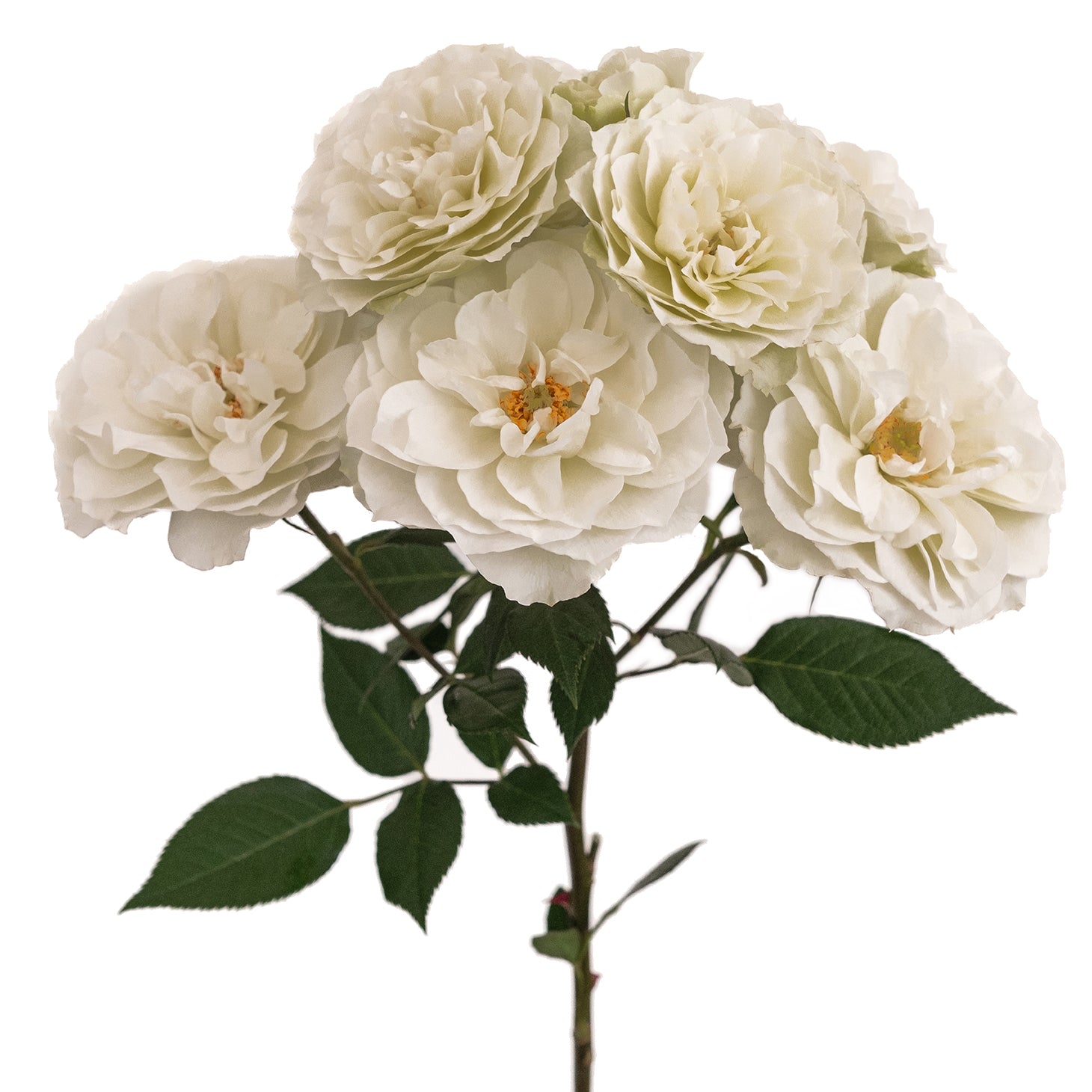 Blanche Spr Garden Rose, wholesale white garden roses