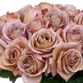Café Latte Garden Rose, wholesale peach garden roses