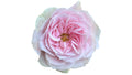 Rosa Pimpinella Garden Rose, wholesale pink garden roses