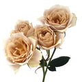 Hana Spr Garden Rose, wholesale light pink garden roses