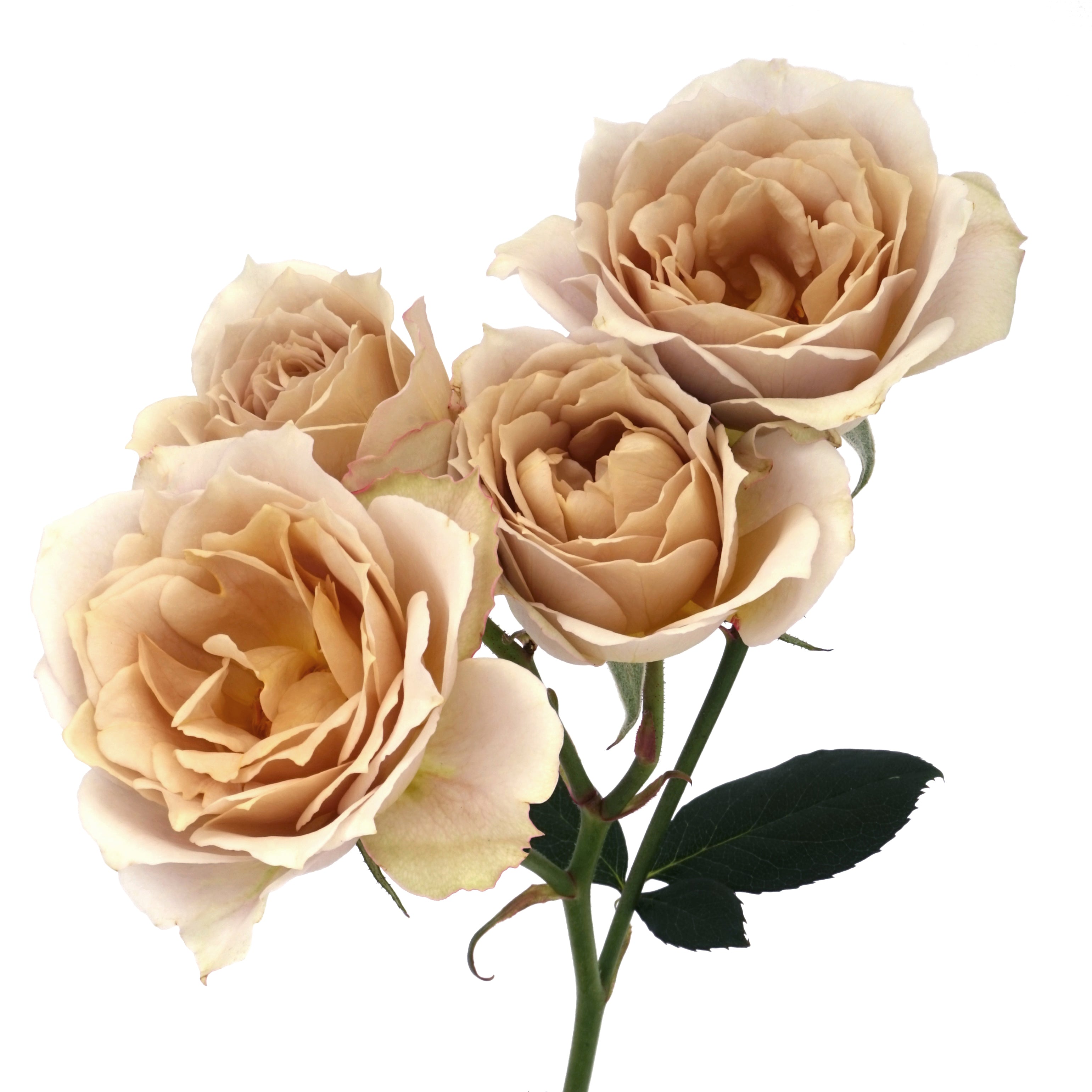 Hana Spr Garden Rose, wholesale light pink garden roses