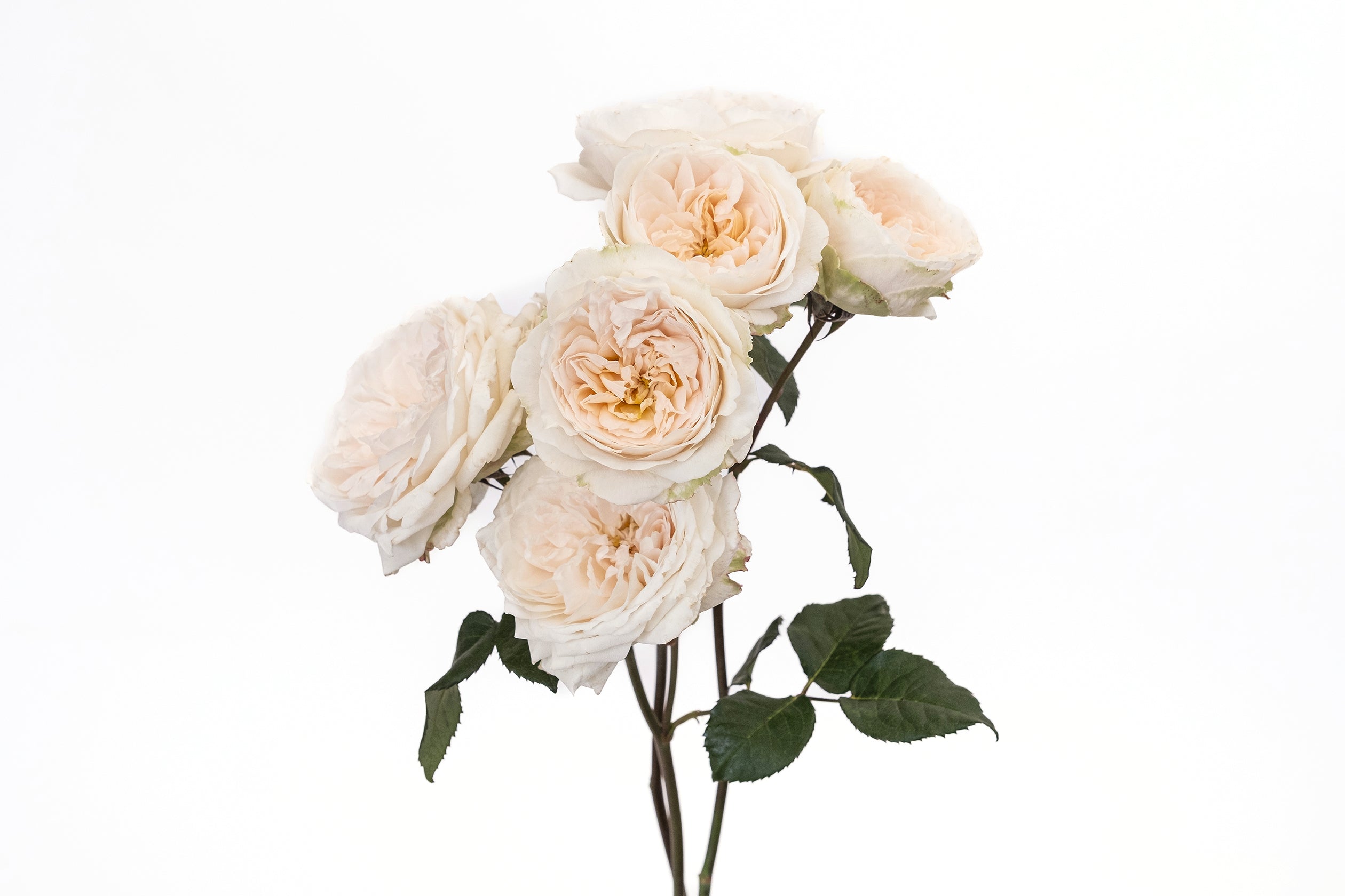 Purity Spr Garden Rose, wholesale cream garden roses
