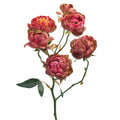 Princess Pinku Spr Garden Rose, wholesale light pink garden roses