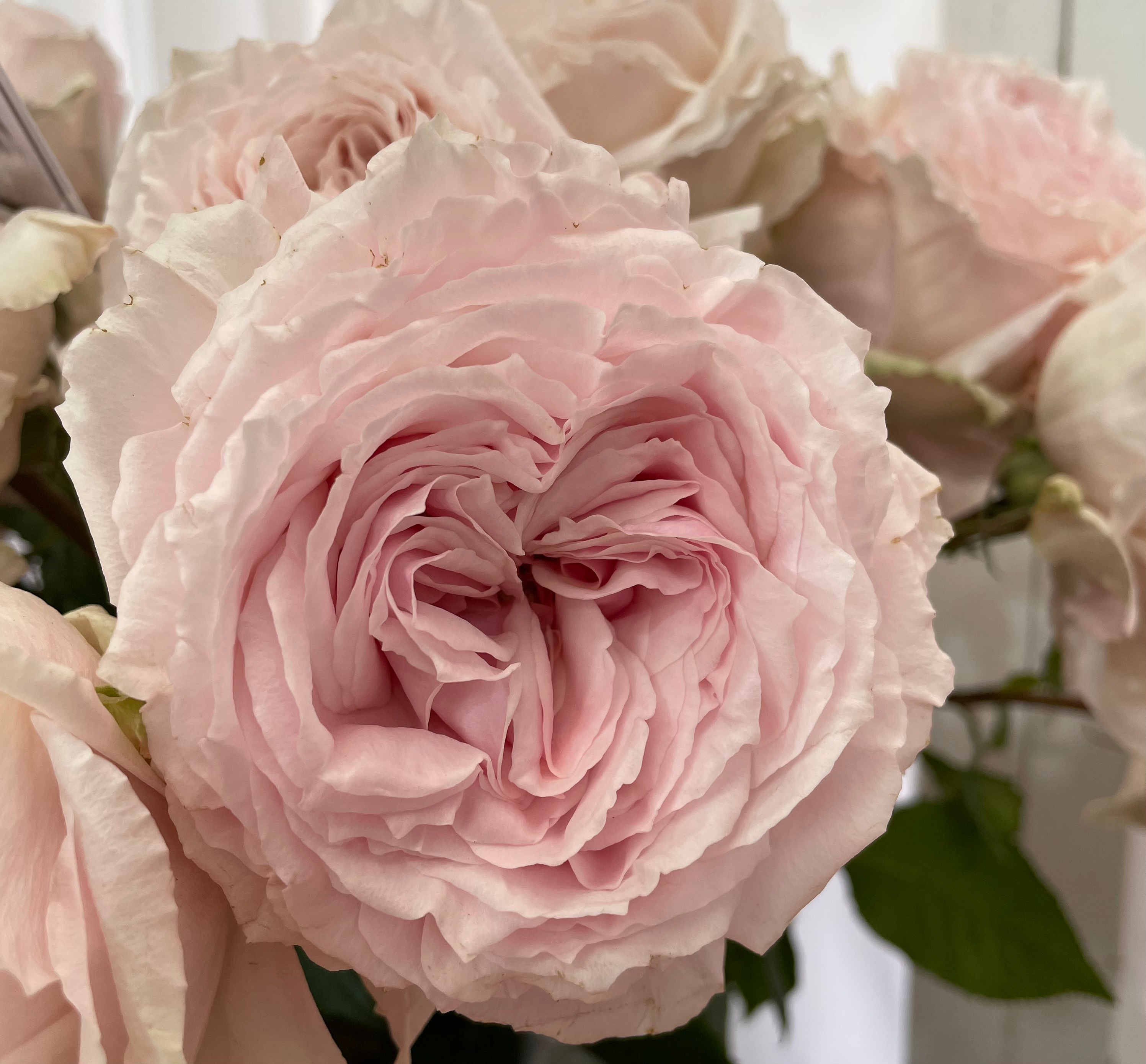 Tsumugi Garden Rose, wholesale light pink garden roses