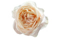 Tsumugi Ulala Garden Rose, wholesale peach garden roses