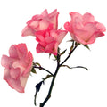 Pink Butterfly Spr Garden Rose, wholesale light pink garden roses