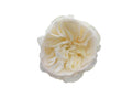 Aurora Gardens! Garden Rose, wholesale white garden roses