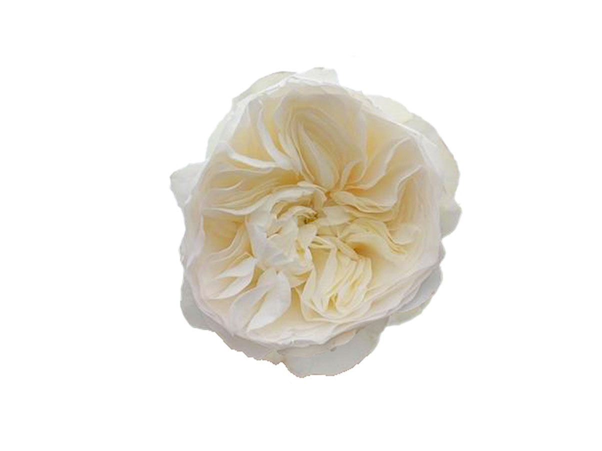 Aurora Gardens! Garden Rose, wholesale white garden roses