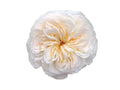 Vicky Gardens! Garden Rose, wholesale cream garden roses