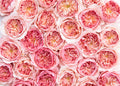 Phoebe Garden Rose, wholesale pink garden roses