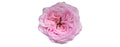 Rosa's Amazing Tea Rose Garden Rose, wholesale pink garden roses