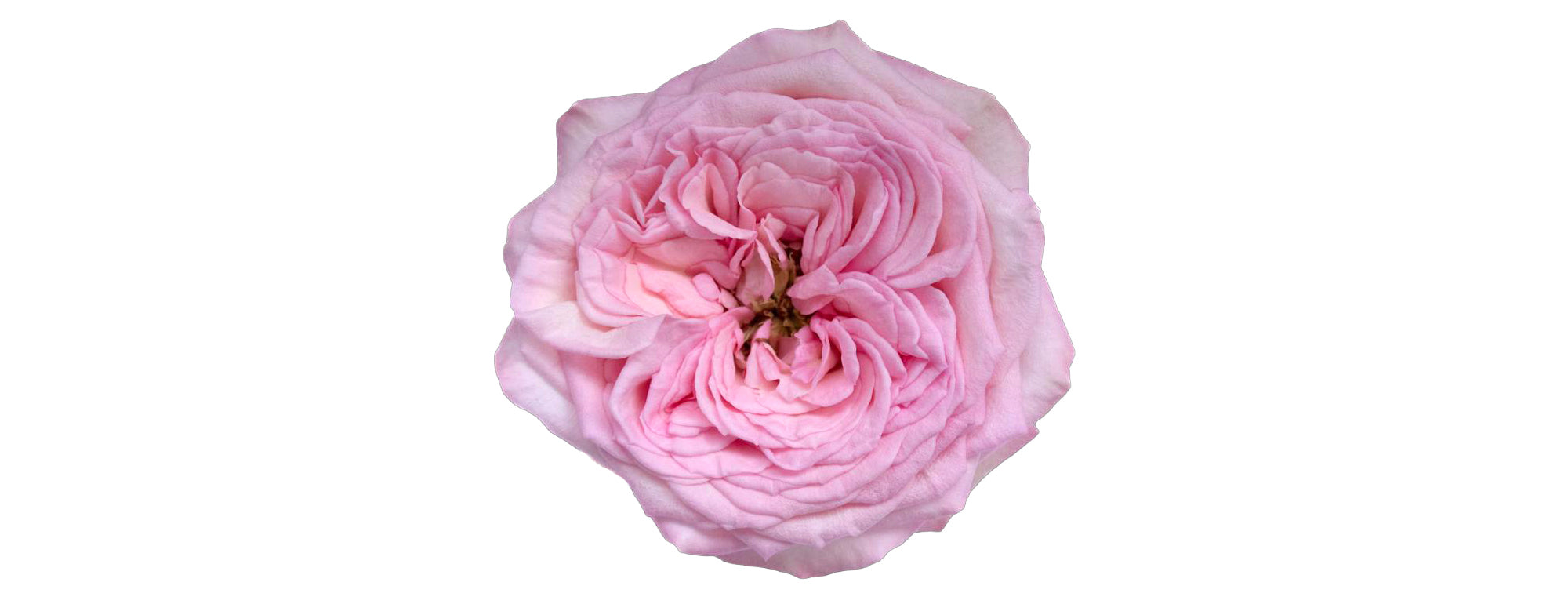 Rosa's Amazing Tea Rose Garden Rose, wholesale pink garden roses