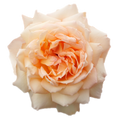 Princess Holly's Hope Garden Rose, wholesale pink garden roses