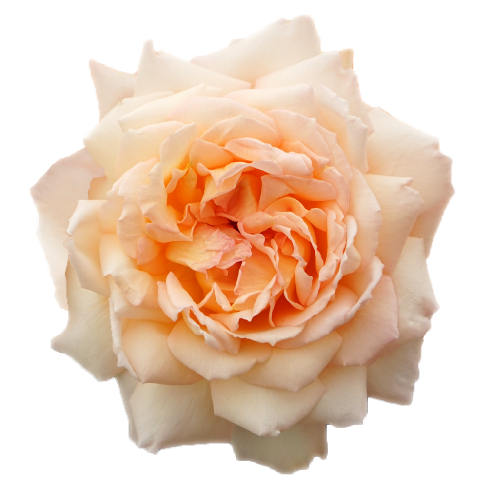 Princess Holly's Hope Garden Rose, wholesale pink garden roses